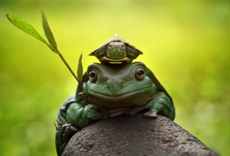 Frog and turtle - plant, stone, turtle, frog