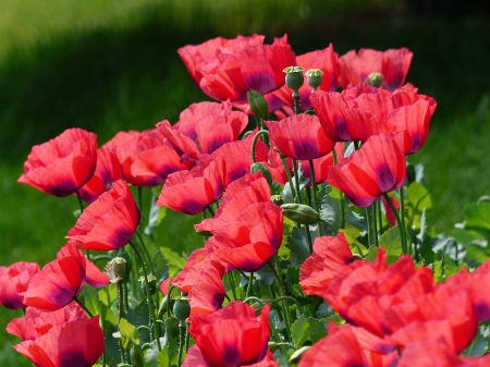 Red petals - poppies, nature, meadow, field, petals