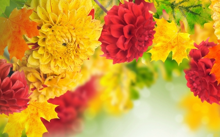 Autumn Chrysanthemums  - autumn, fall, yellow, red, leaves, flowers, chrysanthemums