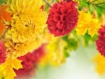 Autumn Chrysanthemums 