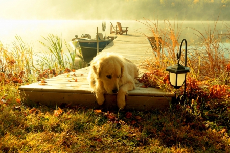 Autumn - scenery, boat, splendor, landscape, dog, grass, forest, leaves, view, autumn splendor, natura, lake, sky, water, lantern, fall, nature, sunset, autumn