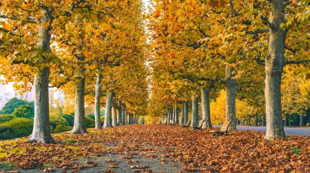 Carpet of Leaves - benches, fall, autumn splendor, road, walk, leaves, hdr, grass, bench, autumn leaves, trees, nature, colors, park, autumn