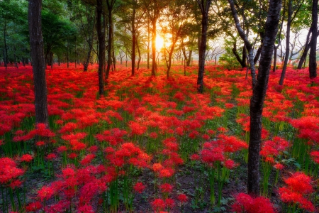 Simply Beautiful - trees, splendor, flowers field, sunshine, sunrise, forest, walk, red flowers, flowers, sunset, nature, sun, park