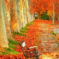 Relaxing View in Autumn Park