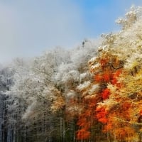 First Snow on Autumn Trees