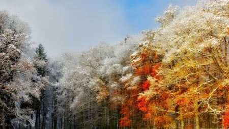 First Snow on Autumn Trees - nature, autumn, forests, trees, first snow on autumn trees, snow