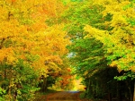 Country Road in Autumn