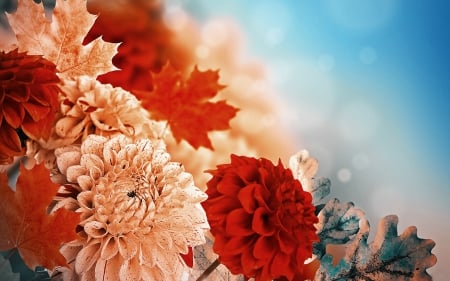 Fall Chrysanthemums - flowers, Autumn, Chrysanthemums, Fall, leaves