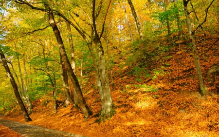 Autumn Colors - leaves, trees, nature, autumn