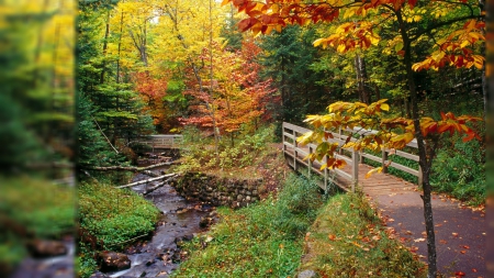 Bridge in Autumn Forest - forests, bridges, nature, autumn