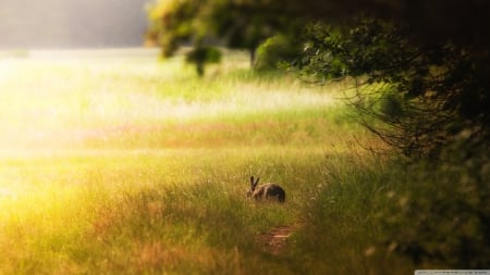 hare glade - glade, grass, hare, tree