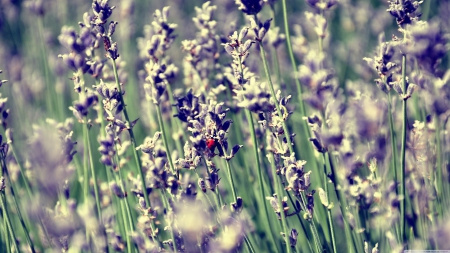 ladybug on lavender - lavender, flower, ladybug, insect