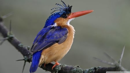 malachite kingfisher - kingfisher, bird, blue, malachite