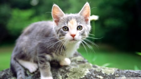 white and grey kitten - white, cat, grey, kitten