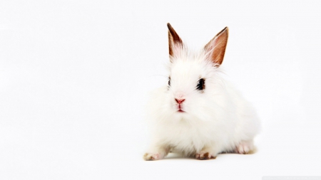 white bunny - rabbit, white, furry, bunny