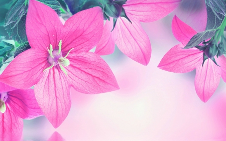 Pink Flowers - flowers, spring, buds, pink