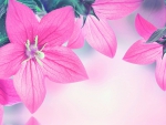 Pink Flowers