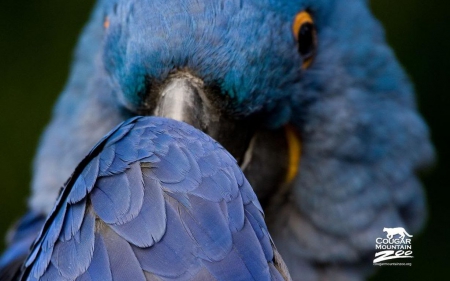 Cougar Mountain Zoo II. - wildlife, animals, photography, wallpaper, hd, nature, abstract, wilderness, close-up, parrot, wild, sweet, zoo, cute, wild animals, birds