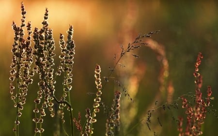 Swedish summer II. - summer, Sweden, grass, meadow, Swedish, macro, field, abstract, close-up, Nordic, photography, HD, fall, nature, autumn, North, wallpaper