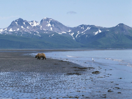 bear - beach, bear, water, mountain