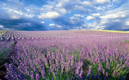 Flower Field - nature, sky, field, flowers