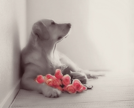 Cute waiting - roses, dog, wating, pink