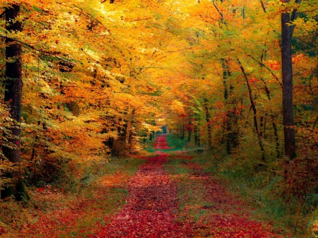 Red Path - fall leaves, red path, forest, nature