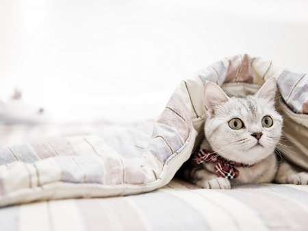 under the blanket - cats, blanket, animals, kitty