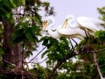 Watching the Nest