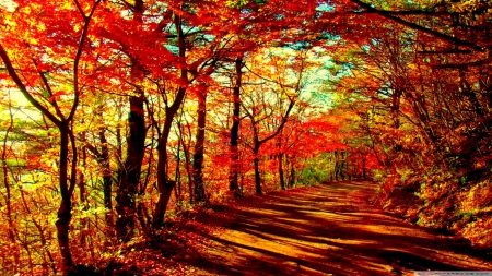 Path in Autumn Forest - forests, nature, autumn, paths