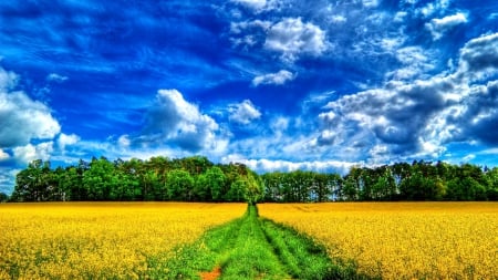 YELLOW FIELDS - nature, sky, landscape, clouds, splendor