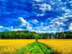 YELLOW FIELDS