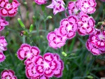 Cranberry Ice Dianthus