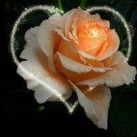 Heart Rose