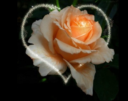 Heart Rose