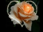 Heart Rose