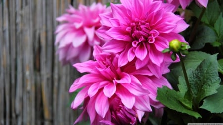 Lovely Flowers - nature, fence, flowers, pink