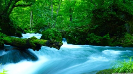 Oirase Mountain Stream in Japan - I - nature, streams, forests, oirase mountain stream in japan, waterfalls