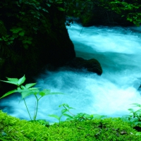 Oirase Mountain Stream in Japan - II