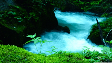 Oirase Mountain Stream in Japan - II - forests, waterfalls, water, nature, oirase mountain stream in japan, streams