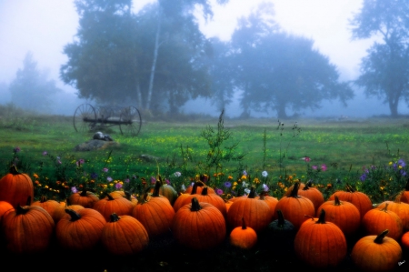 Pumpkins on Field - autumn, trees, landscape, flowers, mist