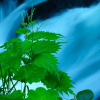 Oirase Mountain Stream in Japan - III