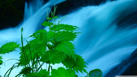 Oirase Mountain Stream in Japan - III - waterfalls, nature, streams, oirase mountain stream in japan