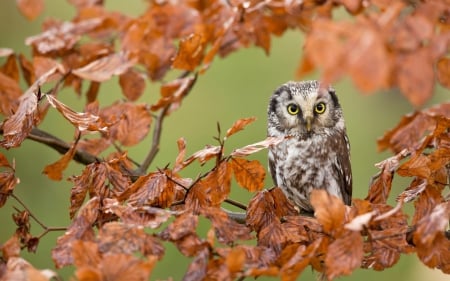 Owl - bird, leaf, orange, tree, owl, branch, autumn, green