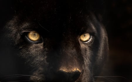 Black panther - panther, golden eyes, animal, black, wild