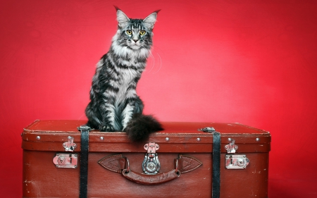 Ready for a new holiday - suitcase, cat, red, animal, funny, cute, black