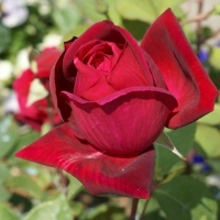Beautiful Rose