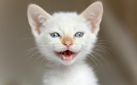 Carmeeen! - white, animal, cute, kitten, cat, blue eyes