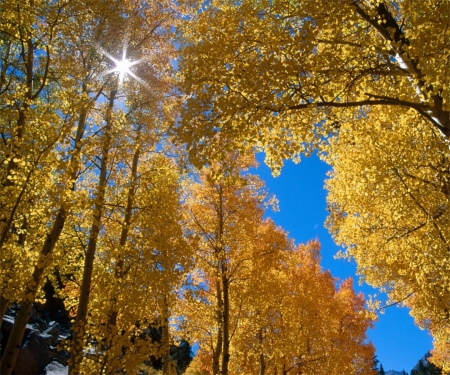 A Patch Of Blue - sky, autumn, trees, sun, colorful, shine, forest, yellow, blue, seasons, golden