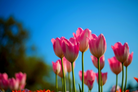 TULIPS - pink, tulips, field, garden, flower